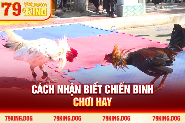 Cách nhận biết chiến binh chơi hay